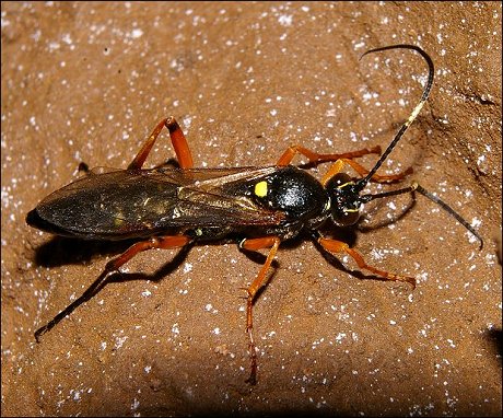 Diphyus quadripunctorius 3