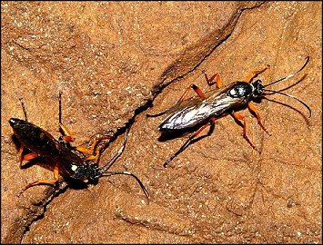 Diphyus quadripunctorius 4