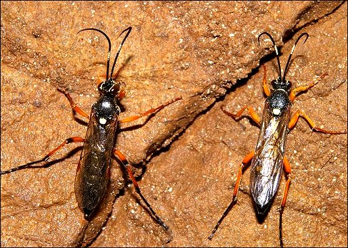 Diphyus quadripunctorius 5