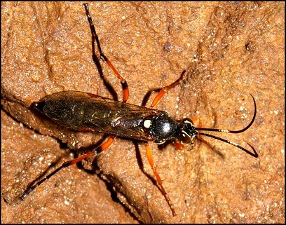 Diphyus quadripunctorius 6