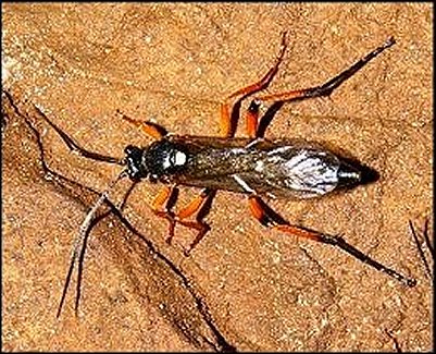 Diphyus quadripunctorius 7