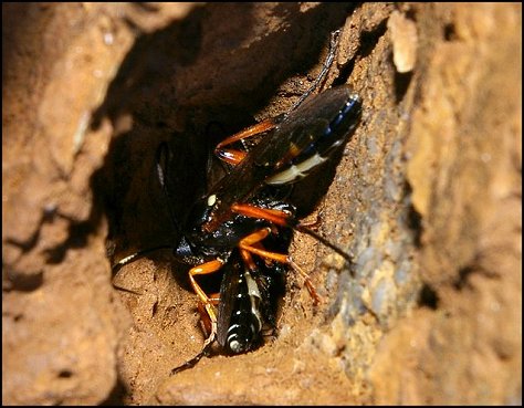 Diphyus quadripunctorius 8