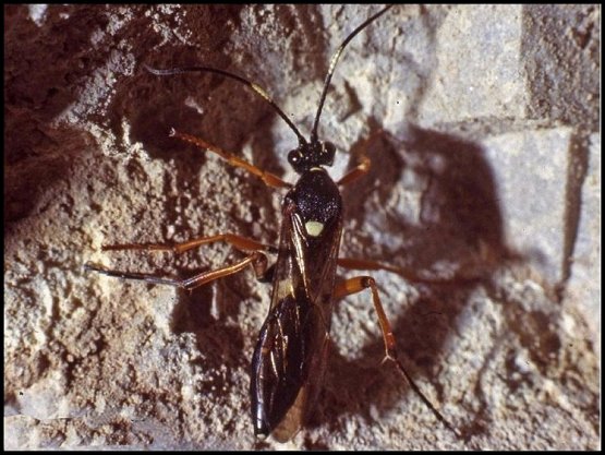 Diphyus quadripunctorius 1