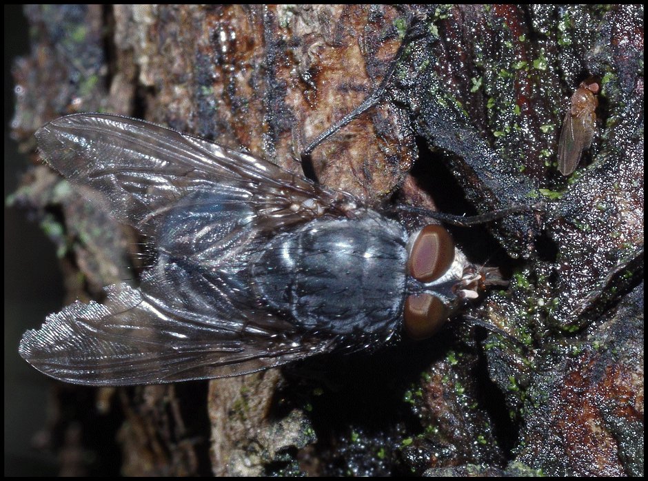 Diptères Calliphoride