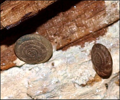 Discus rotundatus 2