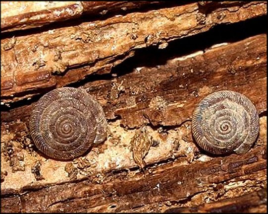 Discus rotundatus 3