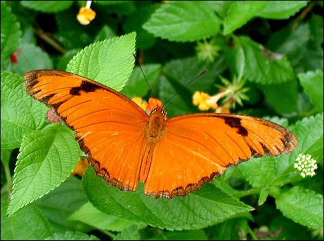 Dryas iulia 10