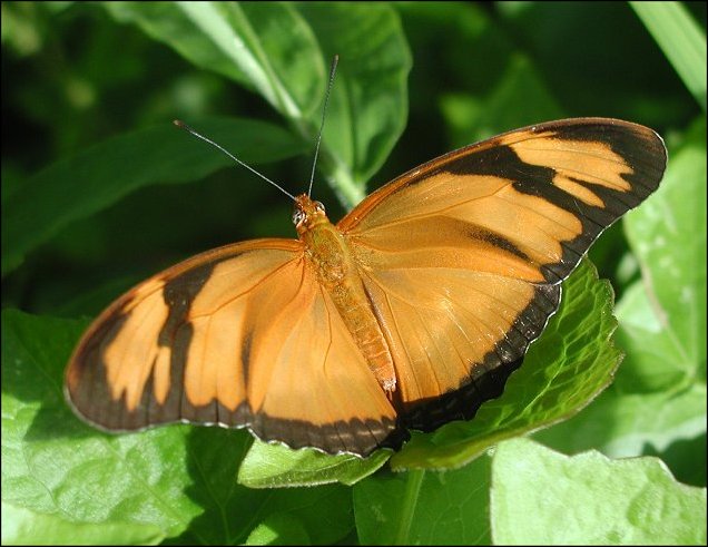 Dryas iulia 11