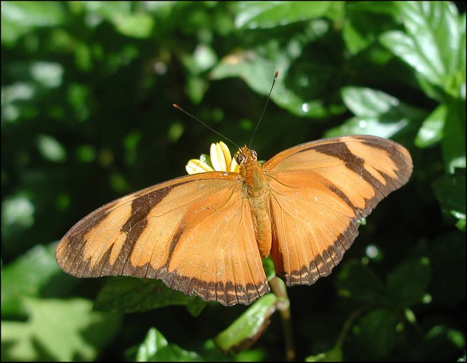 Dryas iulia 12