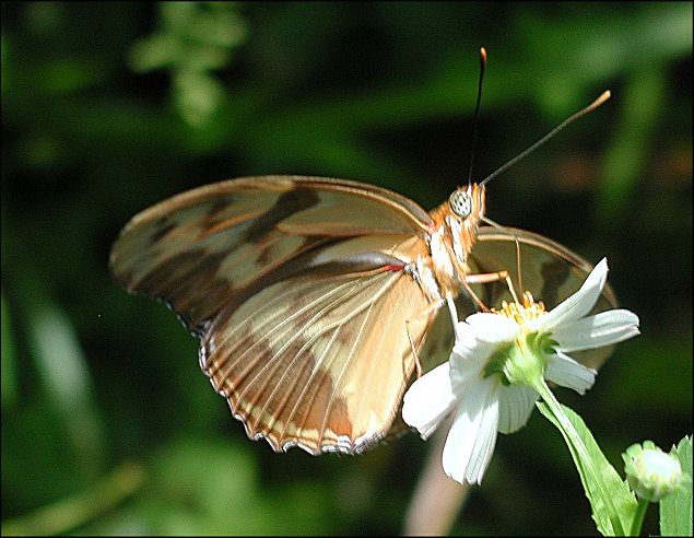 Dryas iulia 13