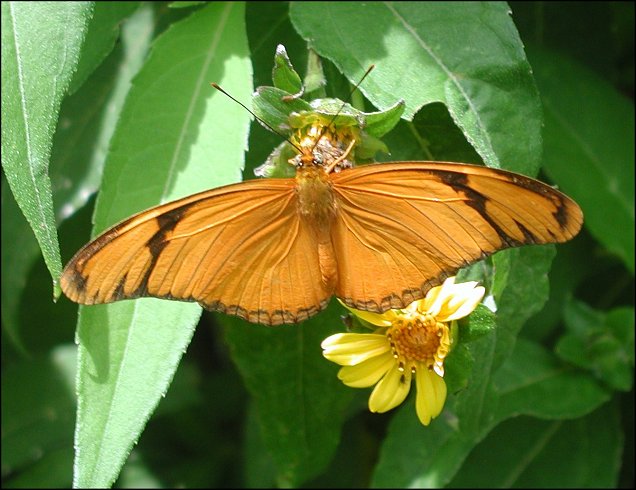 Dryas iulia 14