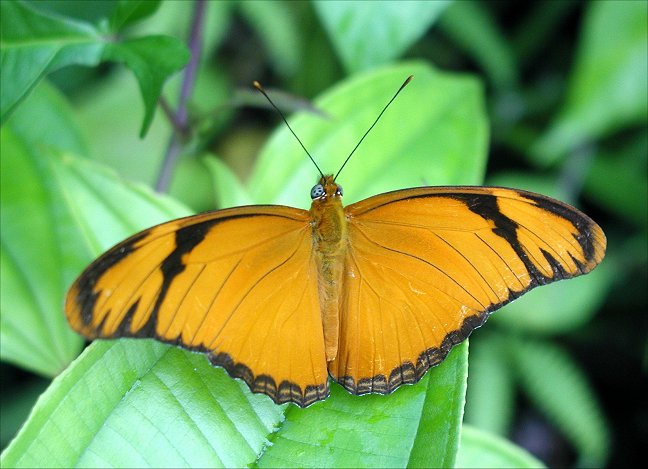 Dryas iulia 15