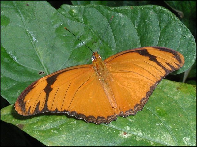 Dryas iulia 16