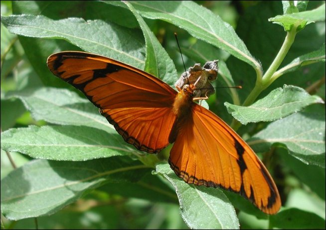 Dryas iulia 17