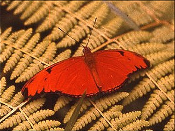 Dryas iulia 7