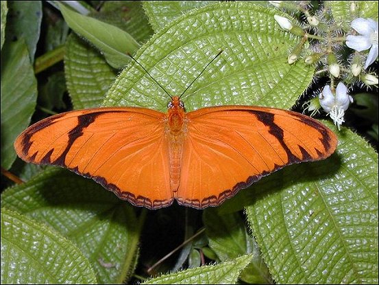 Dryas iulia 9