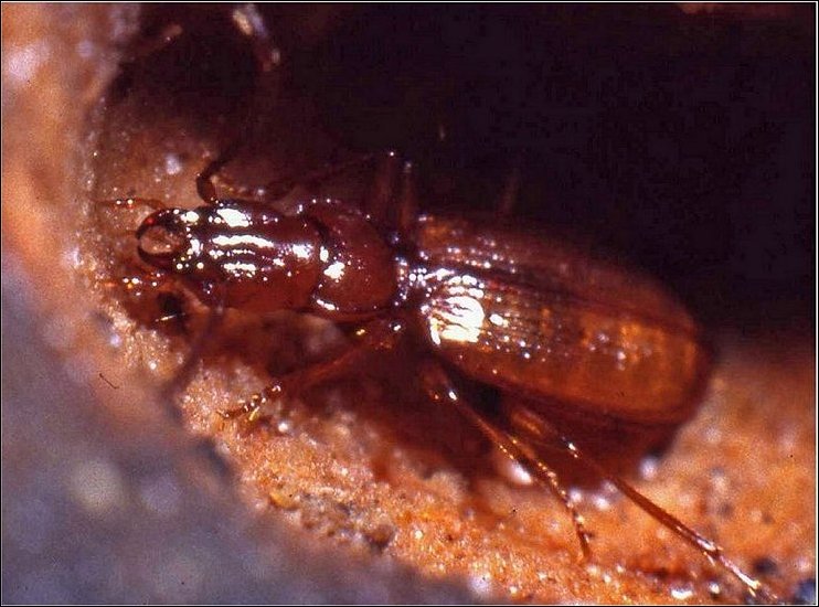 Duvalius 1