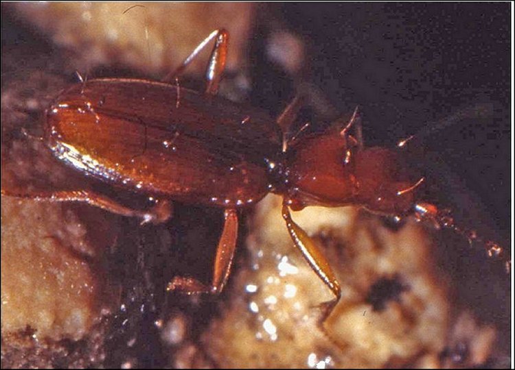 Duvalius 2