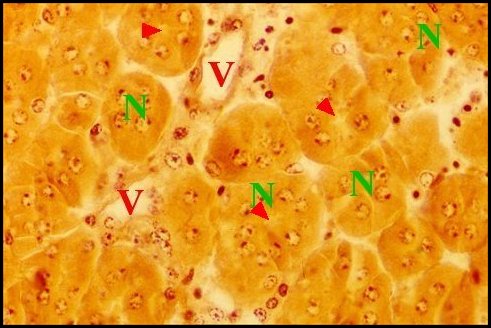 Endocrin. adulte dtail 1