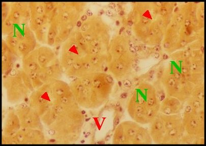 Endocrin.adulte dtail 2