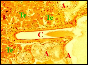 Endocrinode adulte 1