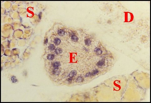 Endocrinode mle 1