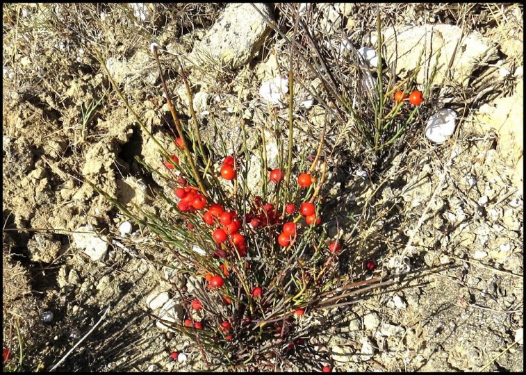 Ephedra Fig.14