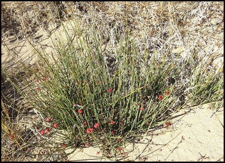 Ephedra Fig.1