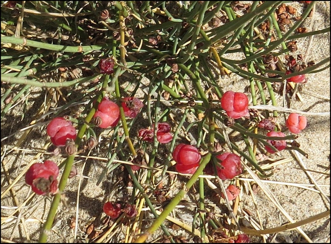 Ephedra Fig.10