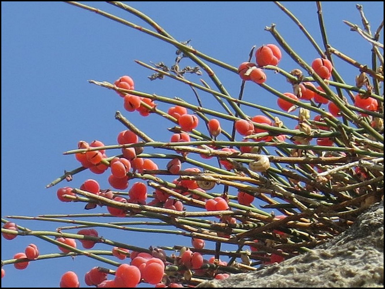 Ephedra Fig.12