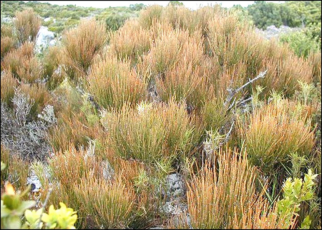 Ephedra Fig.13