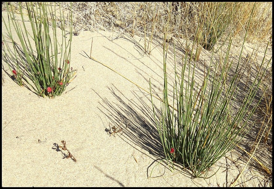 Ephedra Fig.14