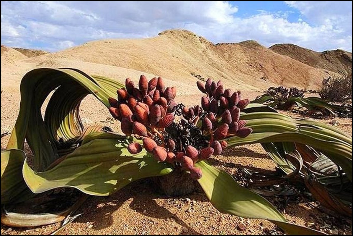 Ephedra Fig.3