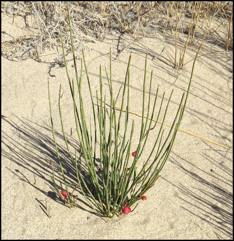 Ephedra Fig.4