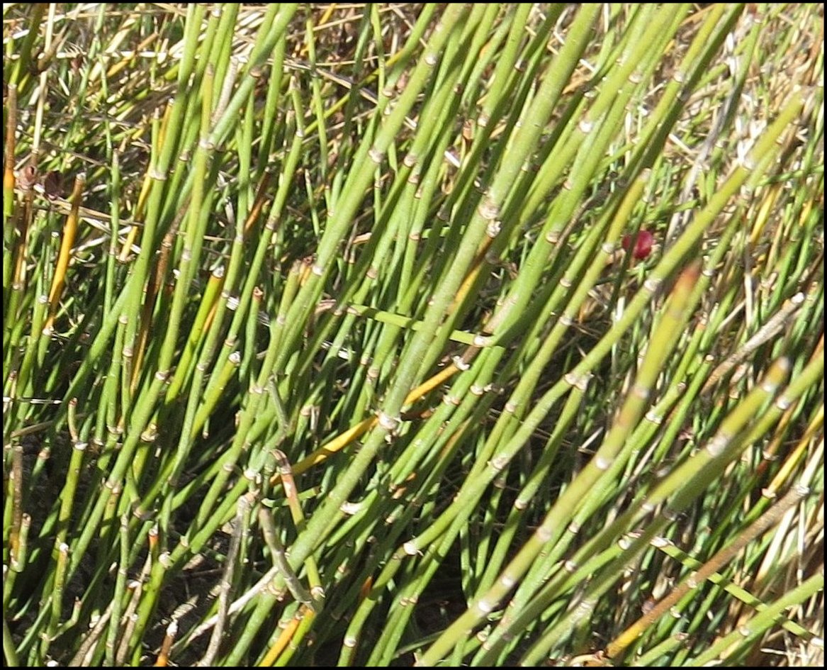 Ephedra Fig.6 b