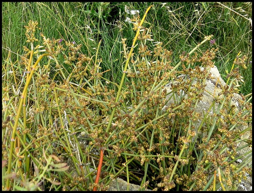 Ephedra fig.7