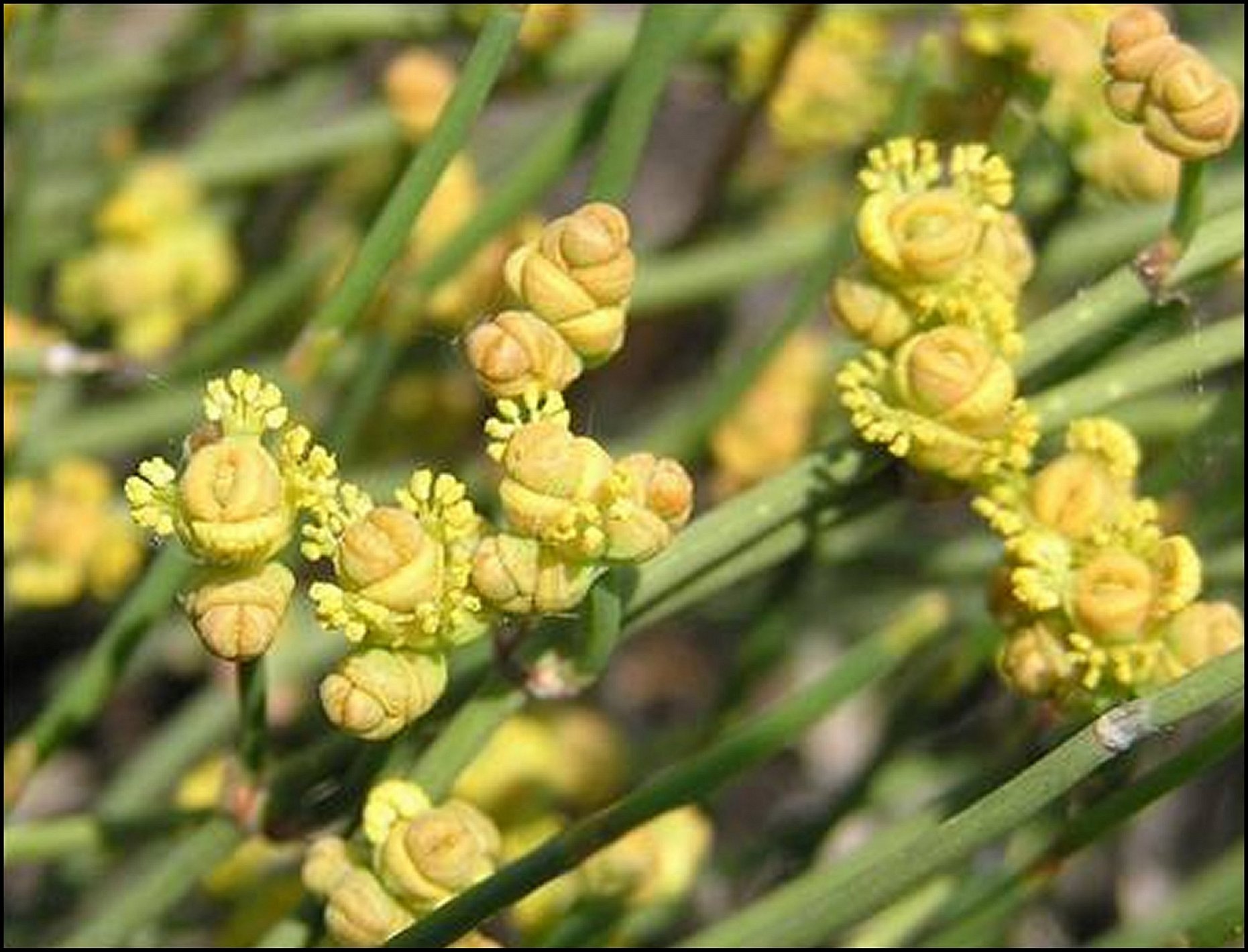 Ephedra Fig.8