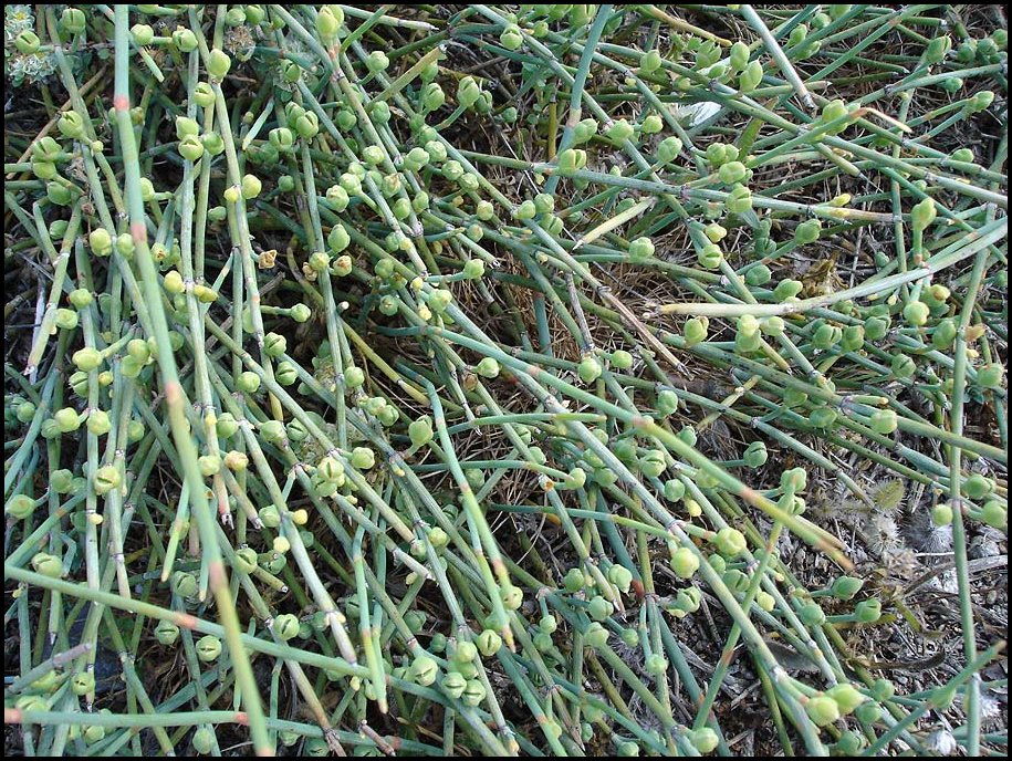 Ephedra Fig.9