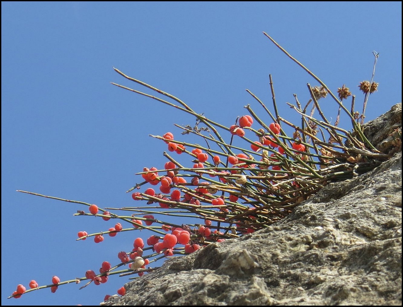 Ephedra Fig.11