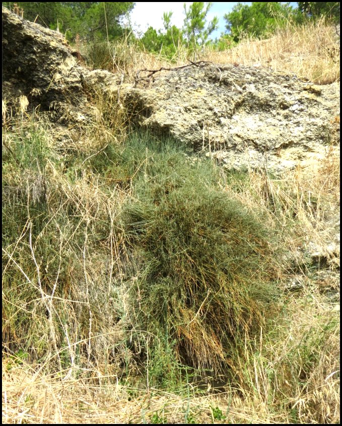 Ephedra fig.21