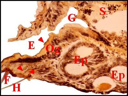 Epig. Menardi 1