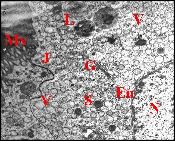 EpithÃ©lium Hersilia 2