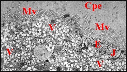 EpithÃ©lium Nemesia 1