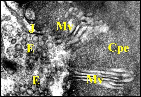 EpithÃ©lium Pholcus 1