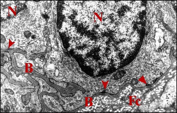 Epithelium basale