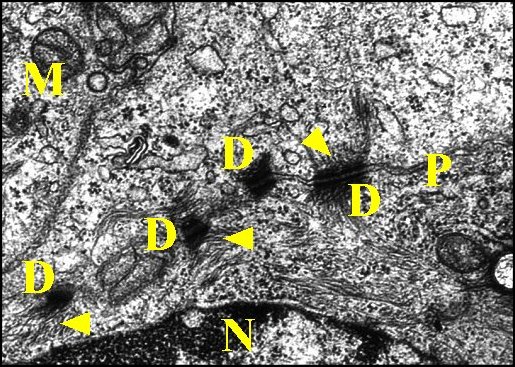 Epithélium, desmosomes