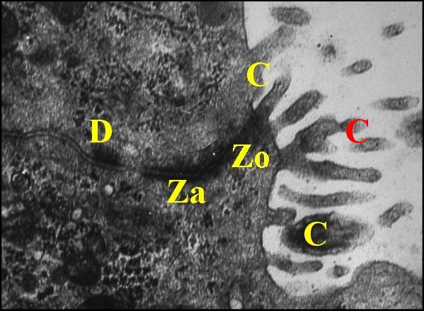 Epithelium, jonctions