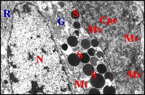 Epithelium Segestria