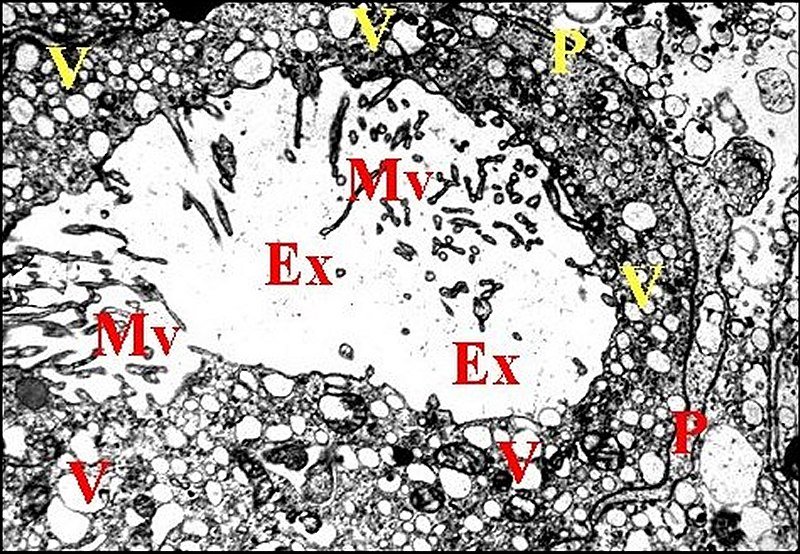 Extracel.microvil.,