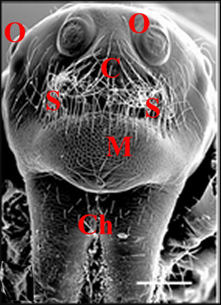 Faiditus chickeringi 2